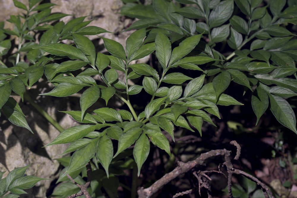 Henrys Aronstab (Amorphophallus henryi)