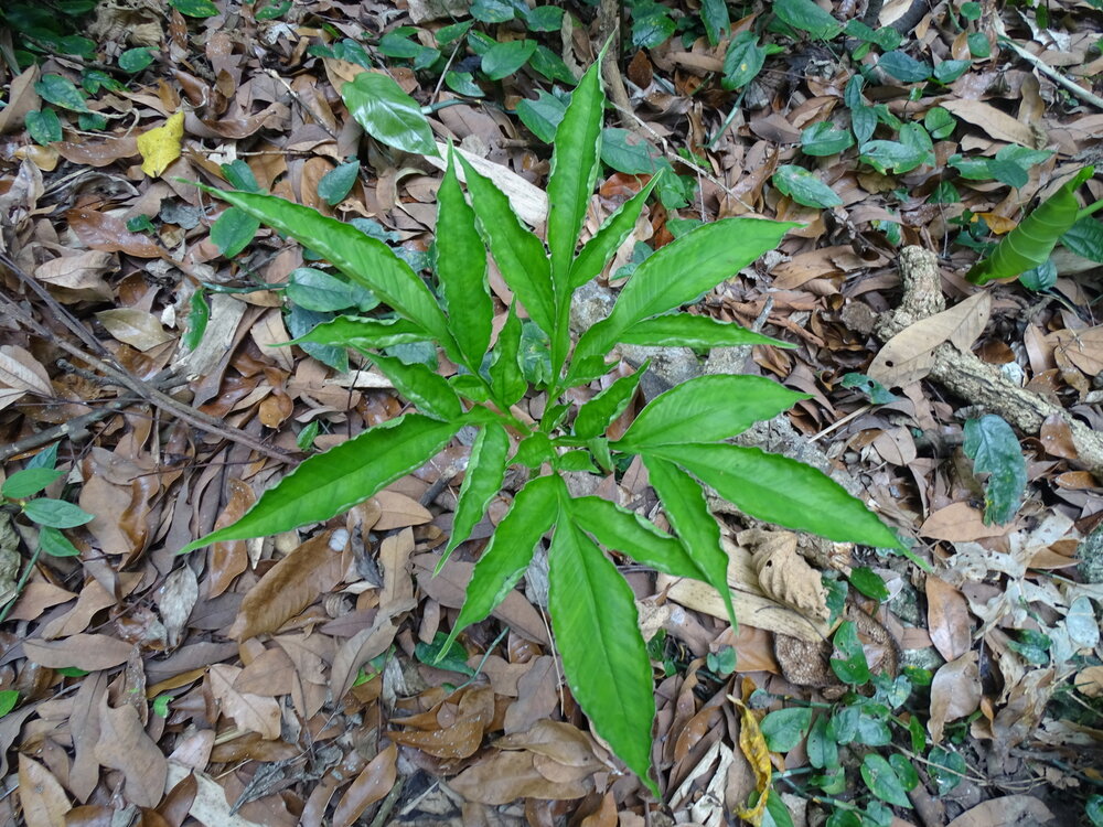 Henrys Aronstab (Amorphophallus henryi)