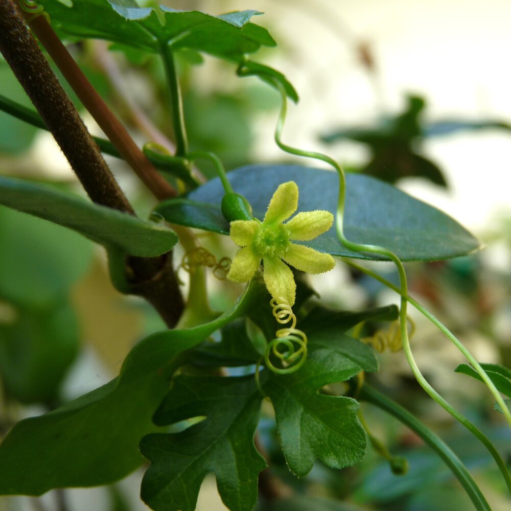 Baboon-Gurke (Kedrostis africana)