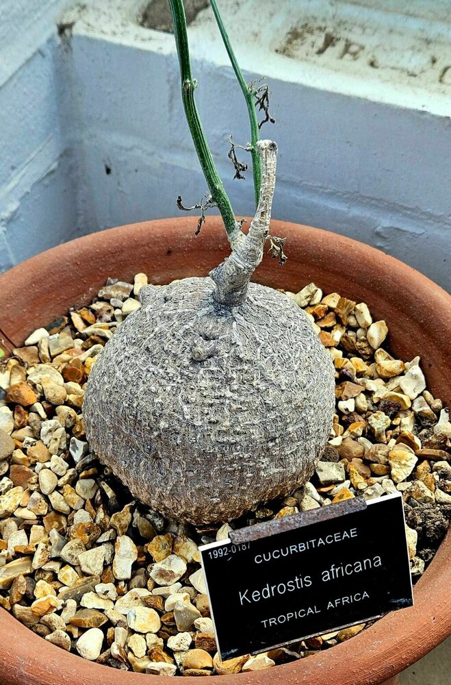 Baboon-Gurke (Kedrostis africana)