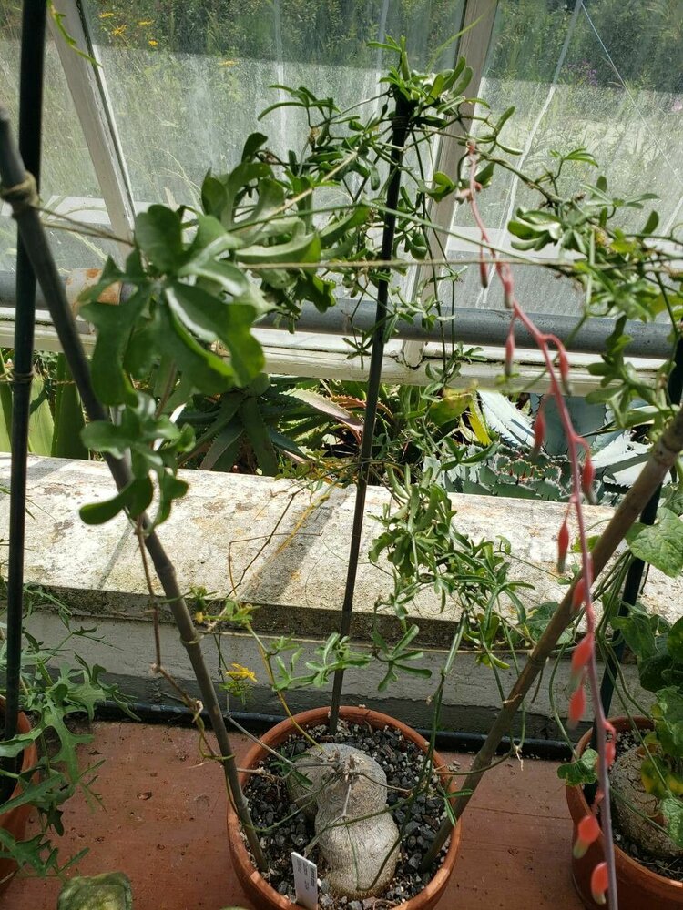 Baboon-Gurke (Kedrostis africana)