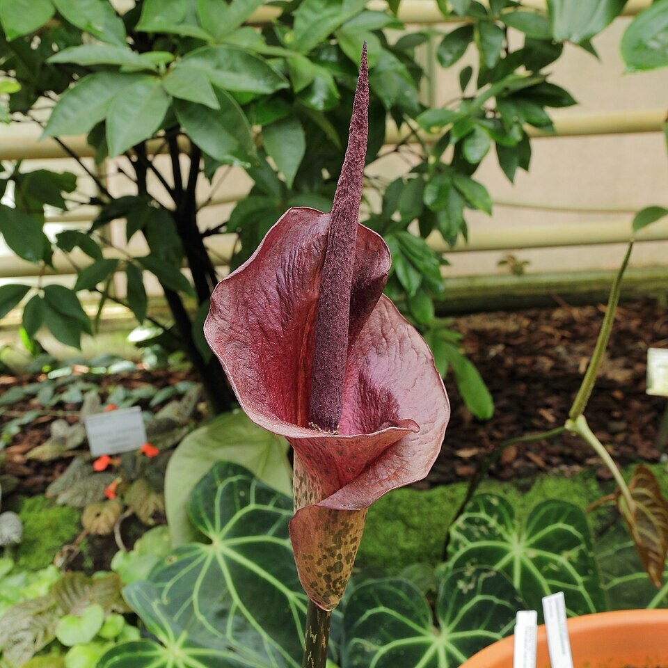 Konjac (Amorphophallus konjac)