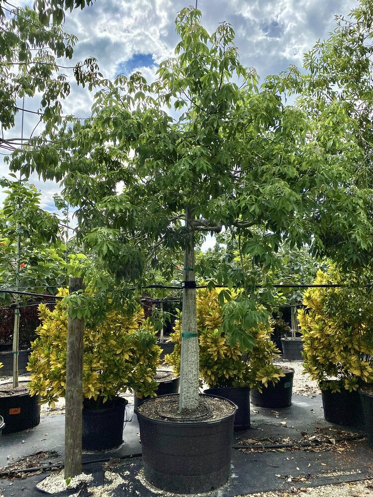 Seidenbaum (Ceiba speciosa)
