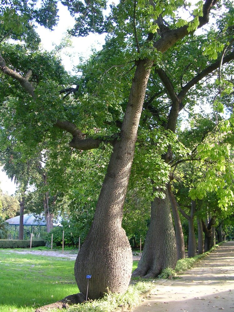 Seidenbaum (Ceiba speciosa)