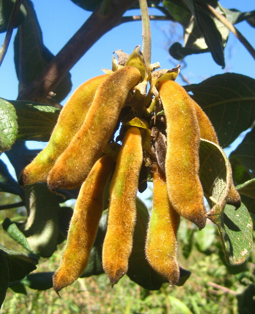 Samtbohne (Mucuna pruriens)
