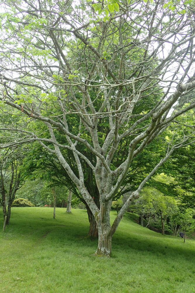 Kalkora-Schlafbaum (Albizia kalkora)