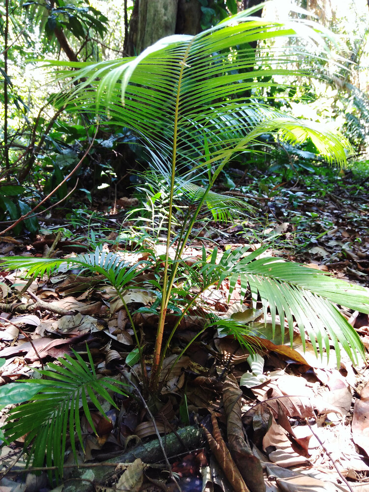 Rattan (Calamus rotang)
