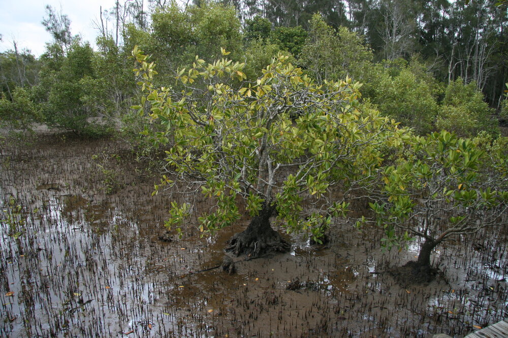 Orientalische Mangrove (Bruguiera gymnorhiza)