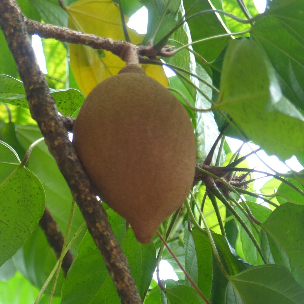 Fu&szlig;ballfrucht (Pangium edule)