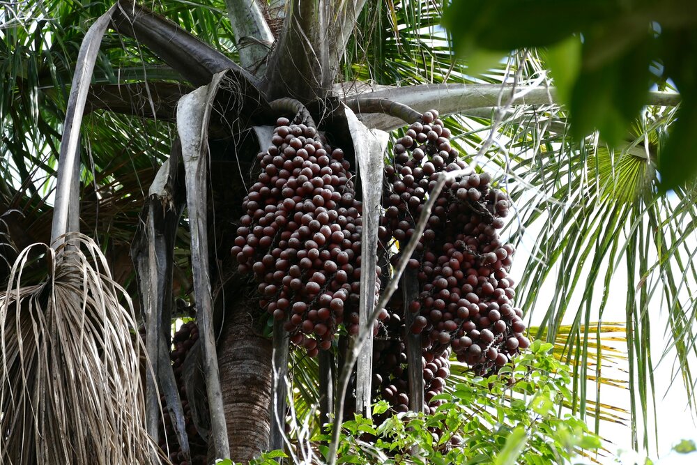 Moriche-Palme (Mauritia flexuosa)