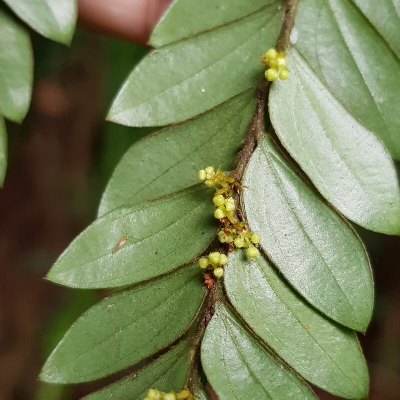 pbsg, via iNaturalist, licensed under CC BY 4.0.