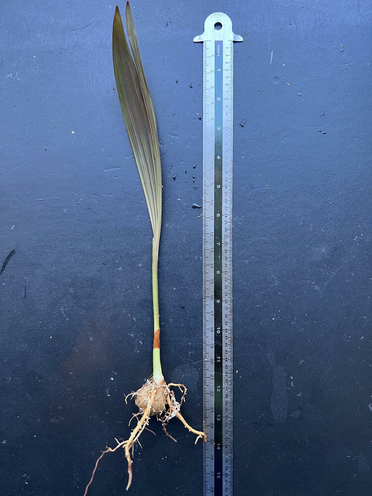 Dotalu-Palme (Loxococcus rupicola)