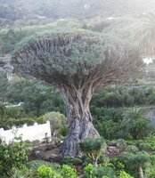 Drachenblutbaum (Dracaena draco)