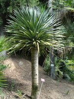 Drachenblutbaum (Dracaena draco)