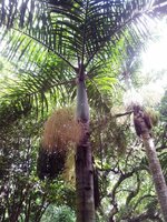 Spindelpalme (Hyophorbe verschaffeltii)