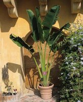 Reisendenbaum (Ravenala madagascariensis)