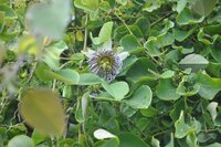 Passionsblume (Passiflora actinia)