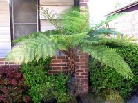 Baumfarn (Cyathea australis)