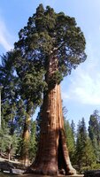 Mammutbaum (Sequoiadendron giganteum)
