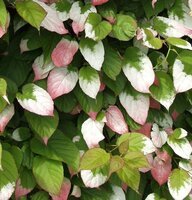 Sibirische Kiwi (Actinidia kolomikta)