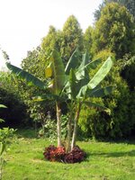 Rotgestreifte Darjeeling-Banane (Musa sikkimensis 'Red Flash')