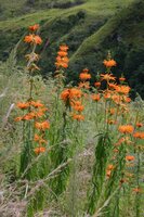 L&ouml;wenohr (Leonotis leonurus)