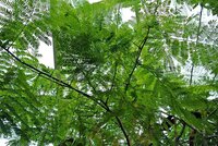 Ohrenfruchtbaum (Enterolobium cyclocarpum)