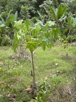 Kemirin&uuml;sse (Aleurites moluccana)