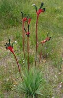 Rotgr&uuml;ner K&auml;nguruphote (Anigozanthos manglesii)