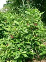 Gew&uuml;rzstrauch (Calycanthus floridus)
