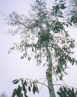 Gelber Tasmanischer Eukalyptus (Eucalyptus johnstonii)