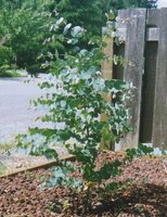 Kerzenrinden-Eukalyptus (Eucalyptus rubida)