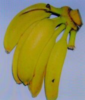 Helens Banane (Musa sp. 'Helens Hybrid')