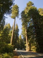 K&uuml;stenmammutbaum (Sequoia sempervirens)