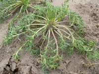 Maca (Lepidium meyenii)