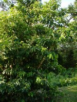 Zitronatzitrone (Annona muricata)