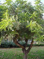 Johannisbrotbaum (Ceratonia siliqua)