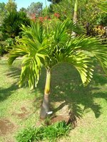 Manilla-Palme (Veitchia merrillii)