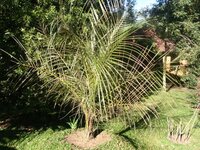 Bolivianische Bergkokosnuss (Parajubaea torallyi var. microcarpa)