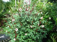 Roselle (Hibiscus sabdariffa)