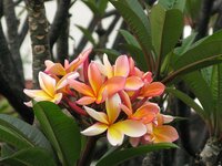 Frangipani (Plumeria rubra)