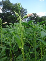Okra (Abelmoschus esculentus)