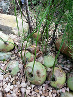 Kletterzwiebel (Bowiea volubilis)