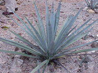 Tequila-Agave (Agave tequilana)