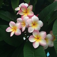 Frangipani (Plumeria rubra)