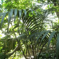 Zwergzuckerpalme (Arenga engleri)