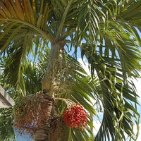 Manilla-Palme (Veitchia merrillii)