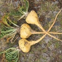 Maca (Lepidium meyenii)