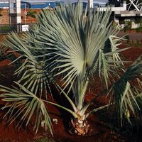 Bismarckpalme (Bismarckia nobilis)