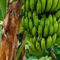 Plantagenbanane (Musa x paradisiaca)